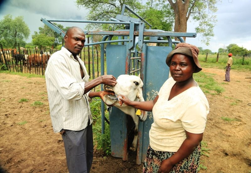 Zimbabwe'S Agricultural Resurgence: Innovations And Challenges in Farming