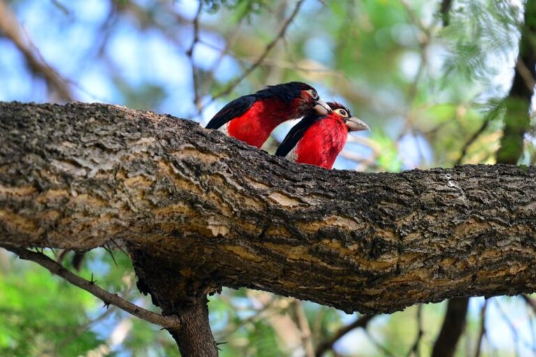 Birdwatching in Burundi: Discovering Avian Diversity in Untouched Landscapes