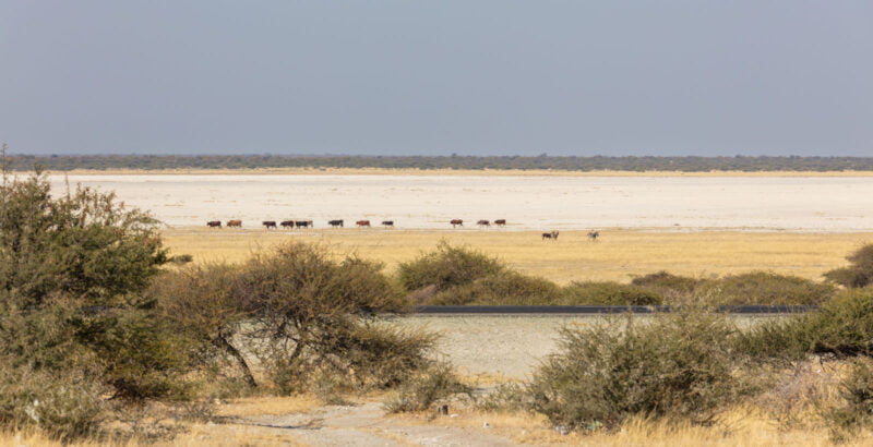 Land of the Kalahari: Unveiling Botswana’S Unique Geography