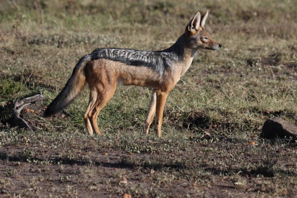 A Haven for Biodiversity: Unveiling Algeria'S Endemic Plants And Animals
