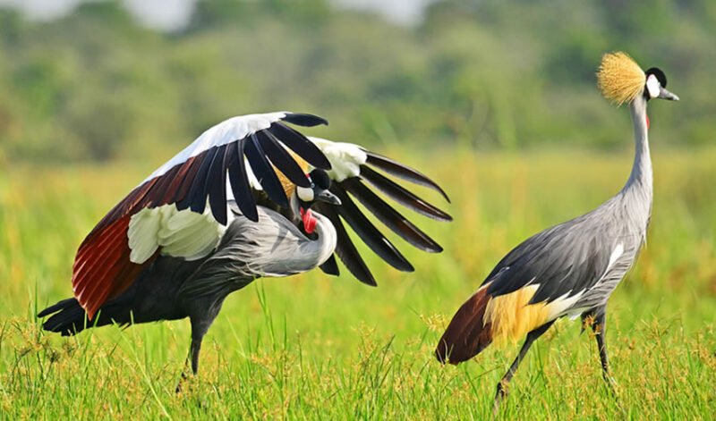 Birdwatching in Uganda: Ornithological Treasures Across the Country