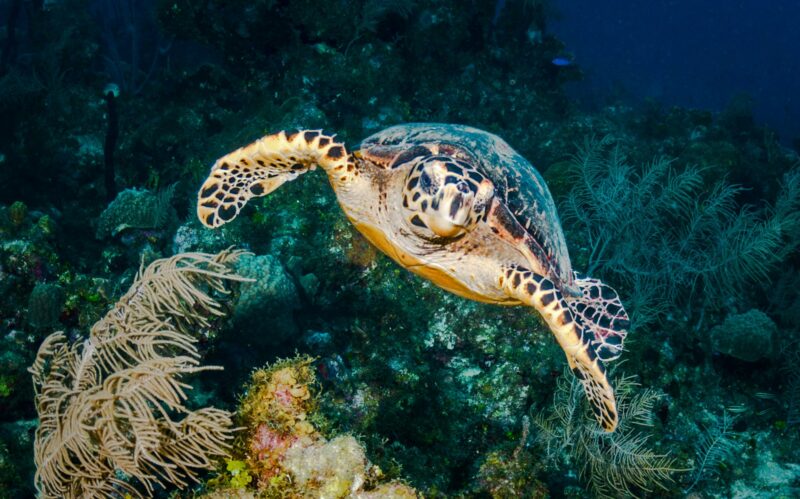 A Beautiful Turtle underwater photography