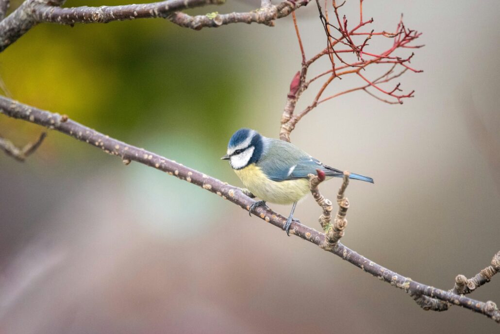 A bird