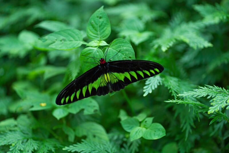 A butterfly species named the Rajah Brooke's birdwing perched on a leaf