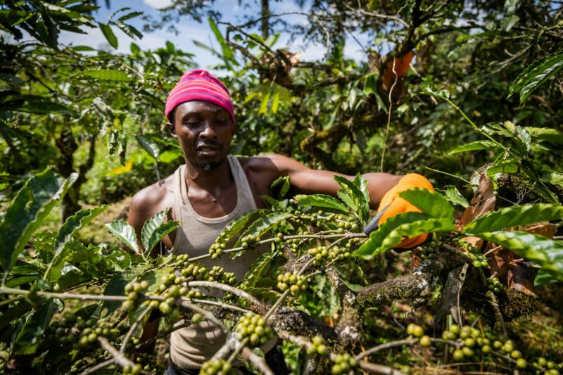 A farmer collects coffee seeds from the plantation in Africa, working time in the field