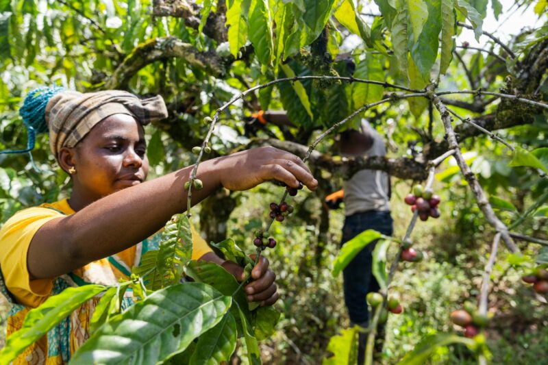 A farmer during the coffee seed harvest, coffee production in Africa