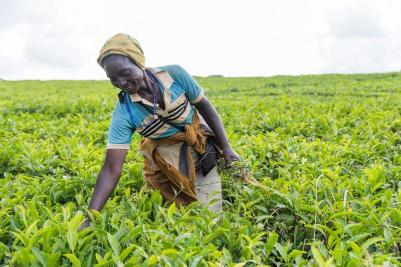 A farmer removes weeds from tea plantations in Africa, work in the fields and tea production
