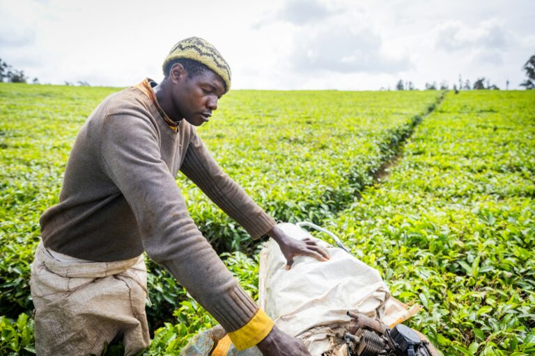 A farmer with a harvester works in the tea fields in Africa