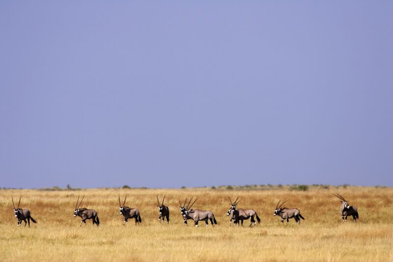 A herd of Oryx on the grassland of the Moremi Reserve, Botswana.