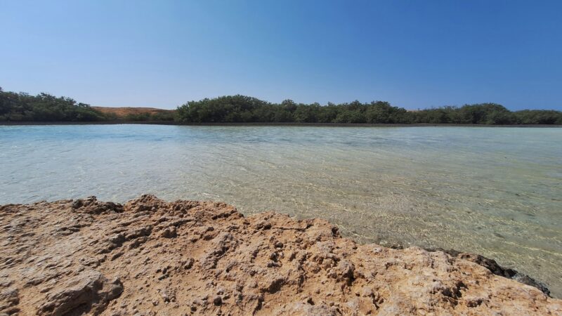 A landscape with a reef coastal area and mangroves growing in salty sea water, on a sunny day