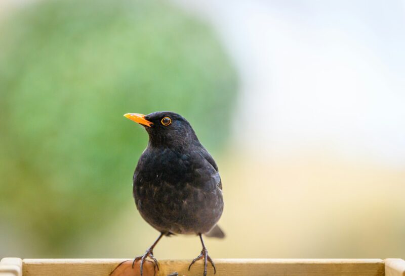 a male blackbird perched on a bird table