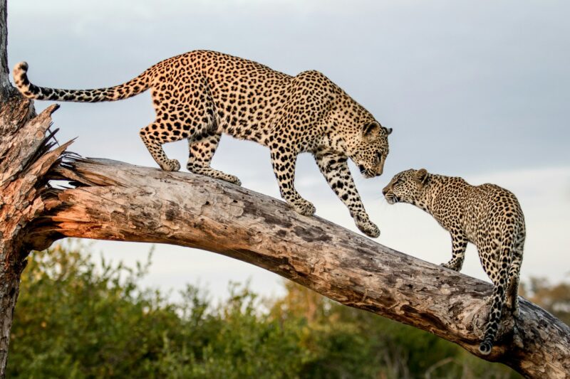 A mother leopard, Panthera pardus, greets its cub while balancing on a log
