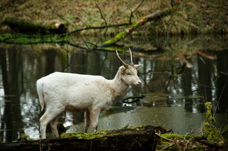 A portrait of a beautiful white deer in a forest bull, species, beauty, cute, standing, wild park, g