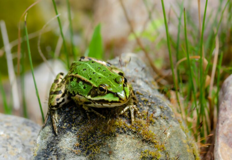 A small green frog close-up sits on a stone in a garden pond, amphibians, nature.