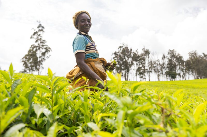 A smiling mature African female farmer works in the tea fields in Cameroon