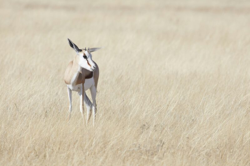 A Springbok antelope, Antidorcas marsupialis, standing in grassland.
