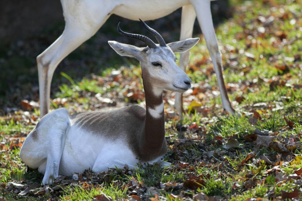 Addra Gazelle