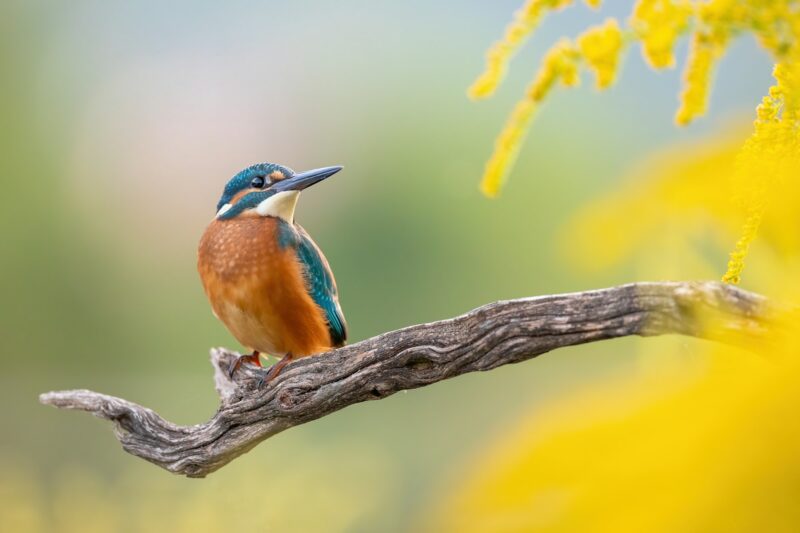 Adorable common kingfisher sitting on a twig in the autumn morning