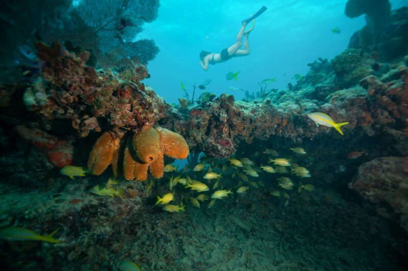Adventurous girl snorkeling in the ocean coral reef