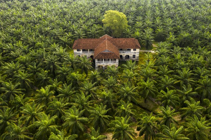 Aerial view of a palm trees at a Palm Oil Plantation in South East Asia