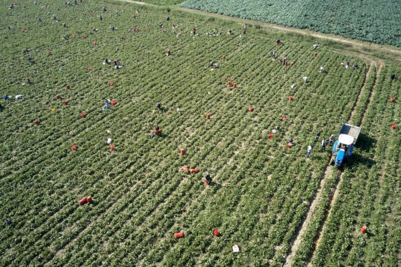 Aerial view of agricultural field with farm workers.
