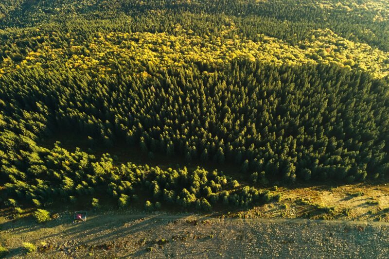 Aerial view of dark mixed pine and lush forest