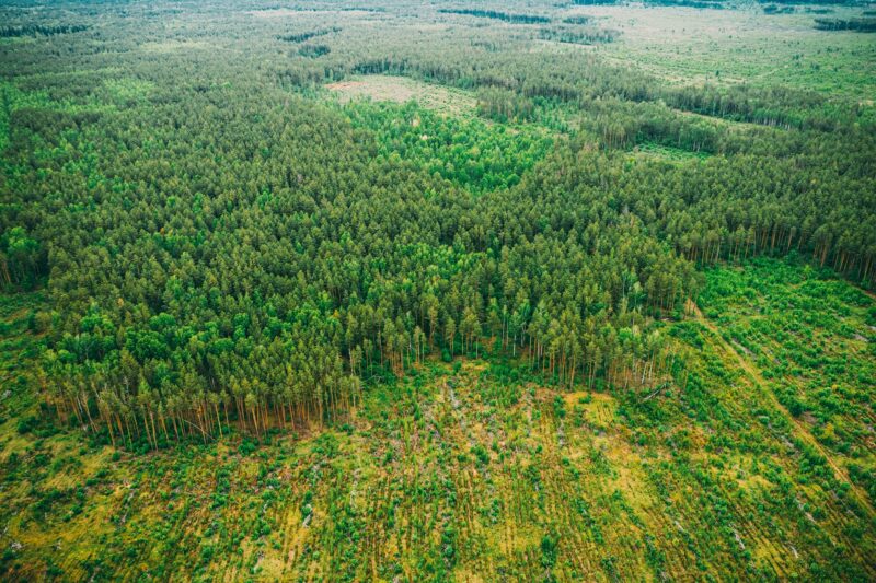 Aerial View Of Deforestation Area Landscape. Green Pine Forest In Deforestation Zone. Top View Of