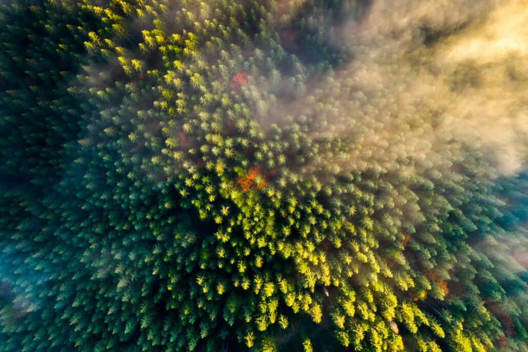 Aerial view of dense green pine forest with canopies of spruce trees and colorful lush foliage in