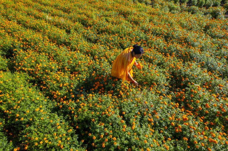 Aerial view of woman on a marigold field, India.