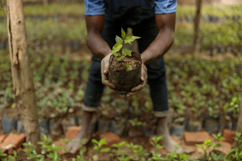 African American farm worker planting coffee sprout