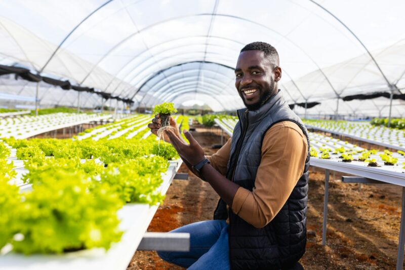 African American young male farm supervisor holding a plant, smiling in a greenhouse hydroponic farm