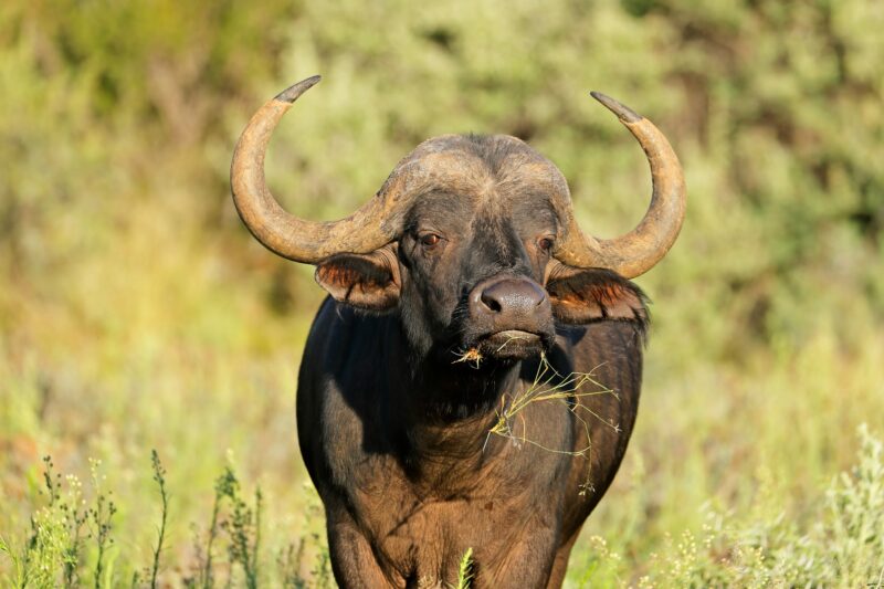 African buffalo portrait - South Africa