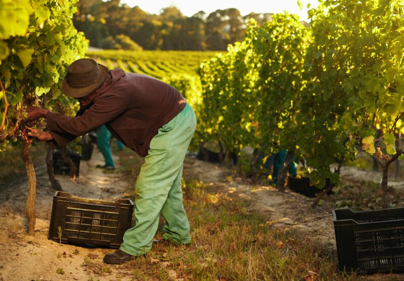 African farmer harvesting grapes