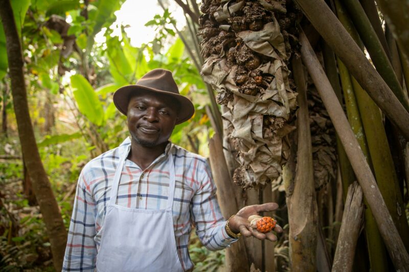 African farmer near a Raphia hookeri plant with the harvested fruit.