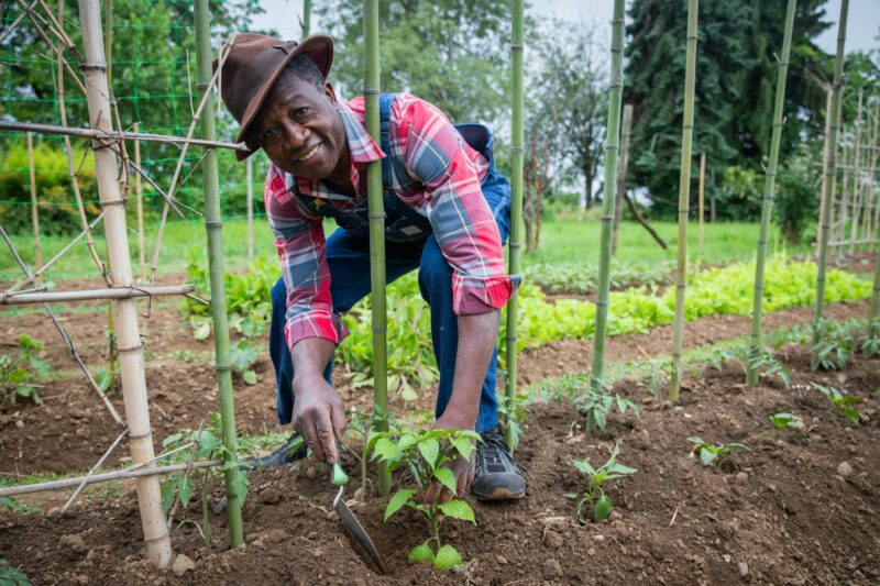 African farmer plants a tomato plant in his field, care of plants in the fields.