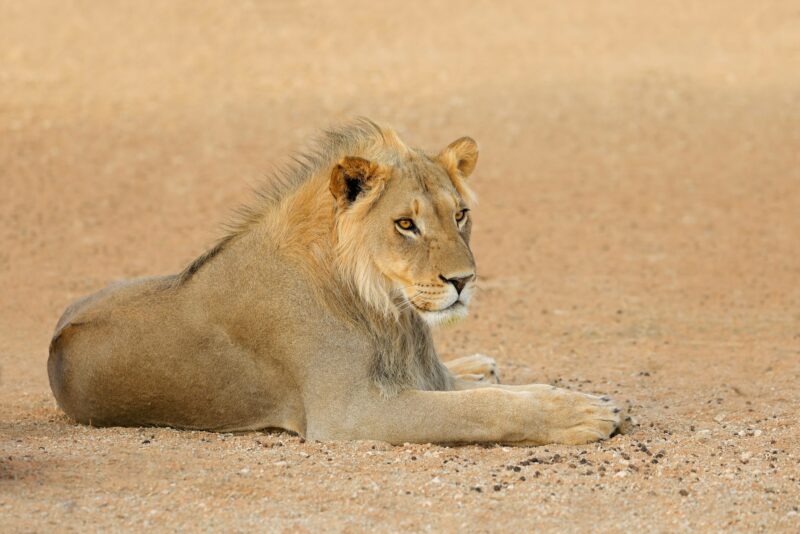 African lion - Kalahari desert
