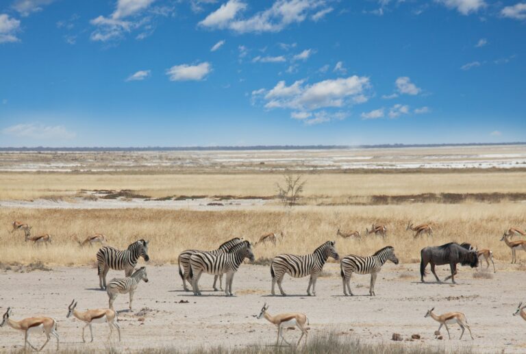 African safari