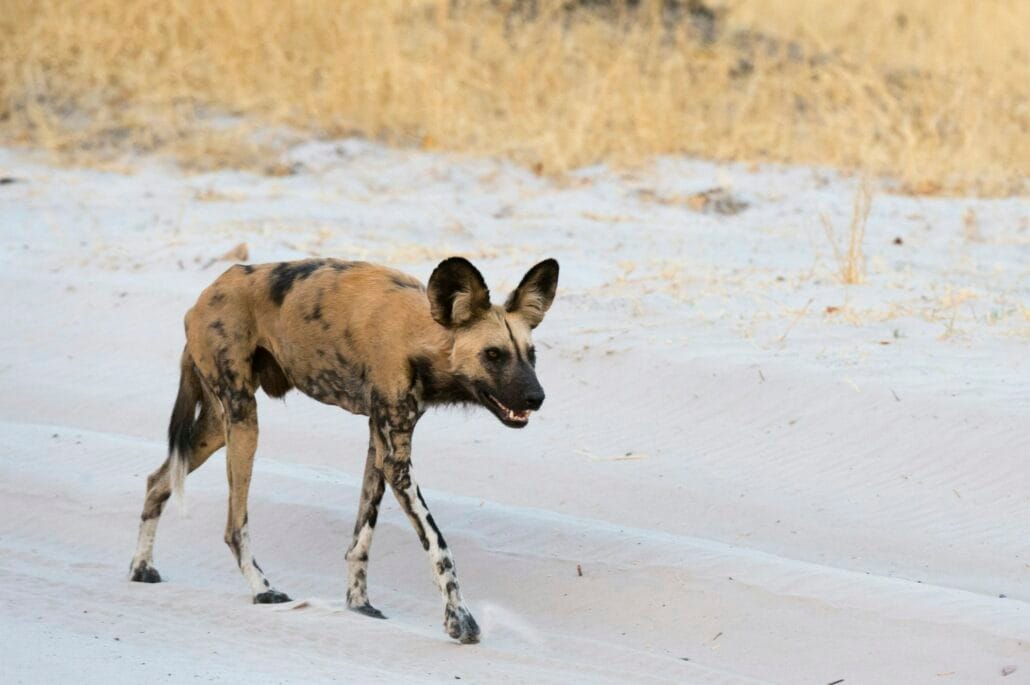 African wild dog (Lycaon pictus), walking, Savuti, Chobe National Park, Botswana, Africa