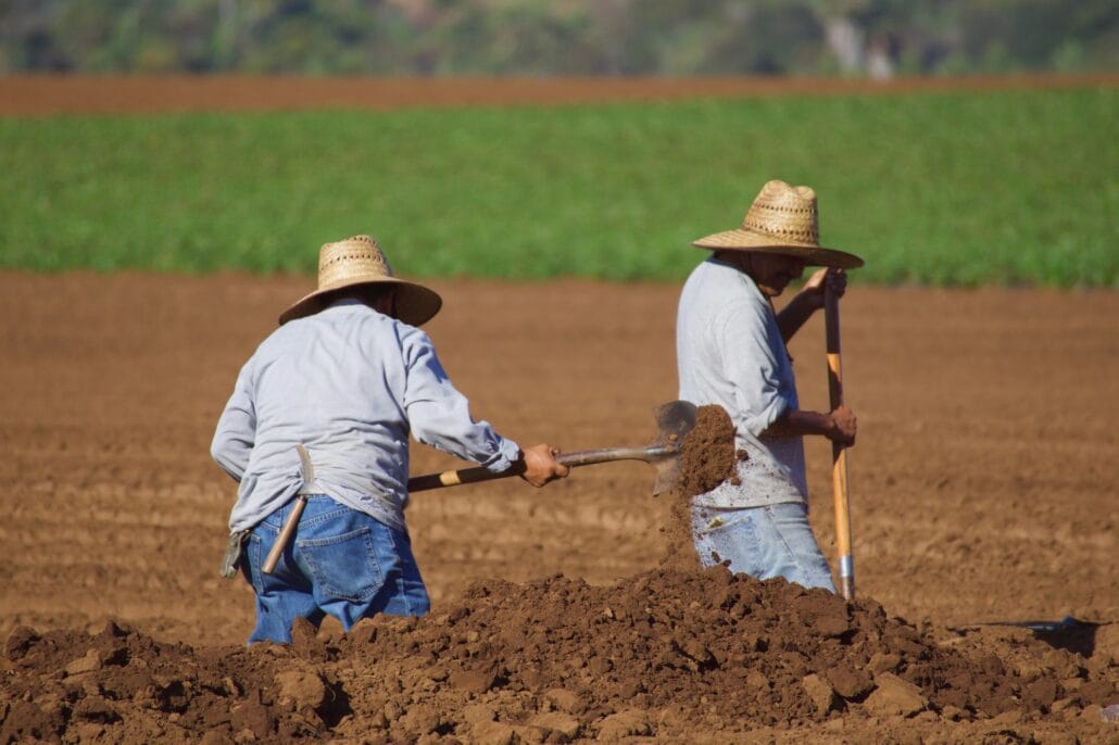 agriculture