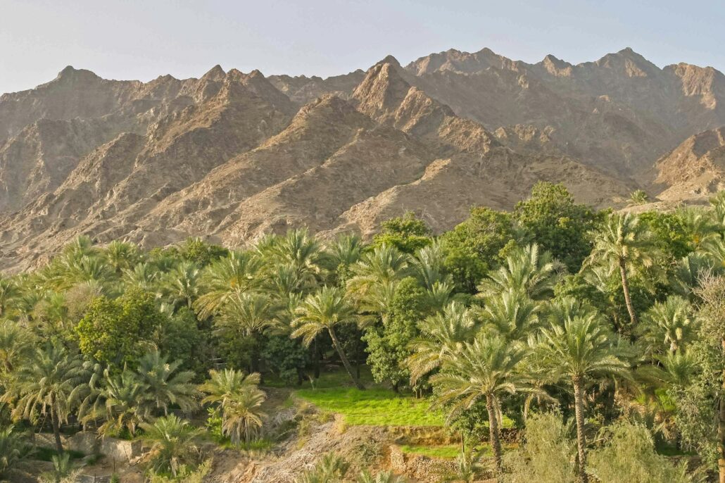 Agriculture in Wadi Maydaq, UAE