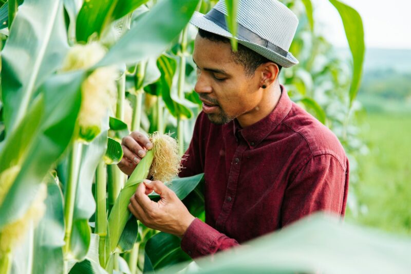 Agronomist in the corn field and examining crops. Agribusiness concept