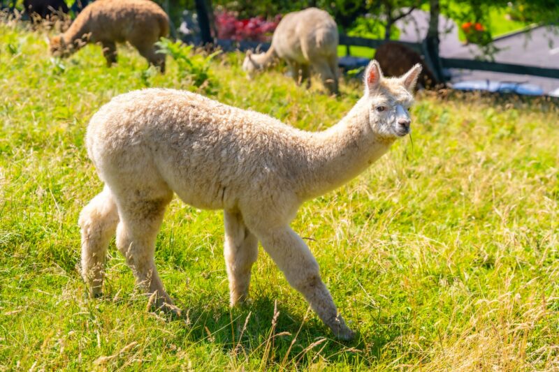 Alpaca farm, group of alpacas raised for wool, domestic species of artiodactyl mammal of the family