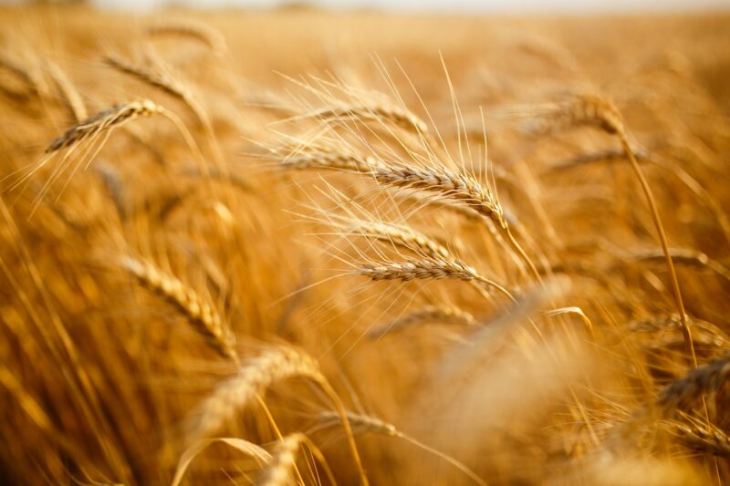 Amazing agriculture sunset landscape.Growth nature harvest. Wheat field natural product.