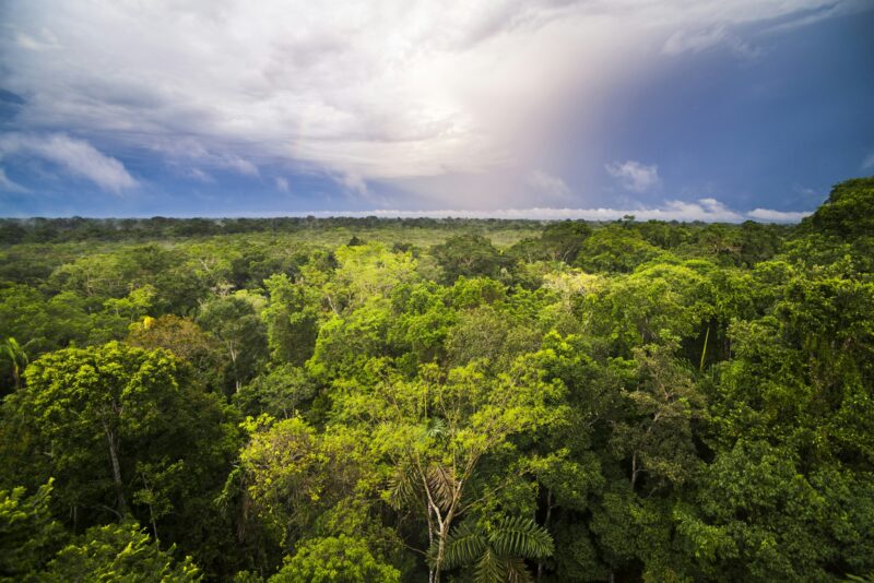 Amazon Rainforest at Sacha Lodge, Coca, Ecuador, South America