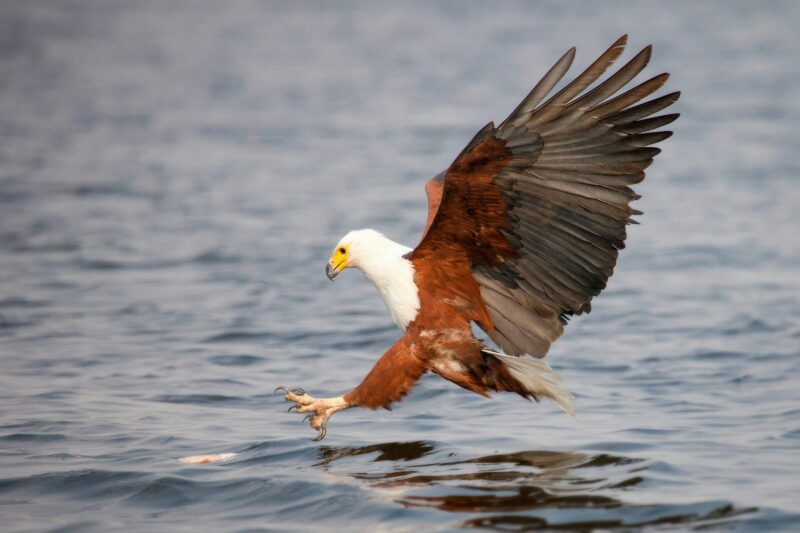 An African fish eagle, Haliaeetus vocifer, flies down towards water, talons out about to catch a
