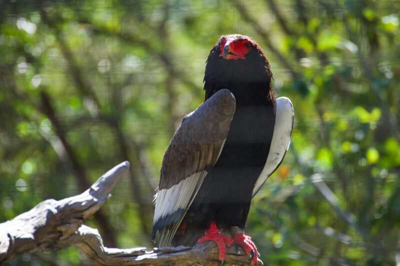 An extremely gorgeous raptor Bateleur Eagle with it's red face and feet and black and white feathers