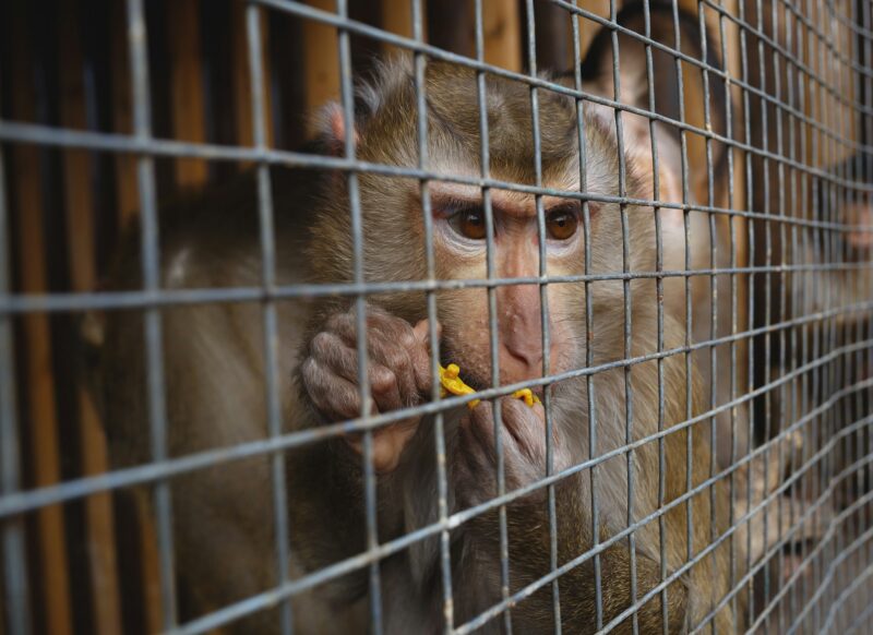 animal abuse. portrait of a sad monkey in a cage