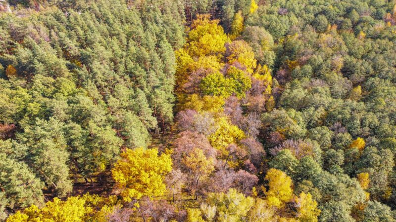 Autumn forest, view from drone