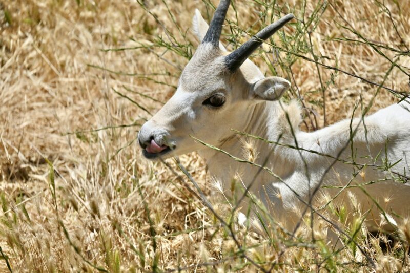 Baby addax antelope in dry grass