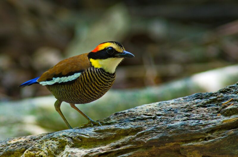 Banded Pitta Variety of Pitta birds